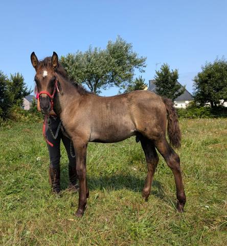 Pharos de kernevez, mai 2025, poulain pp pre noir