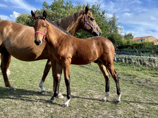 Foal selle français