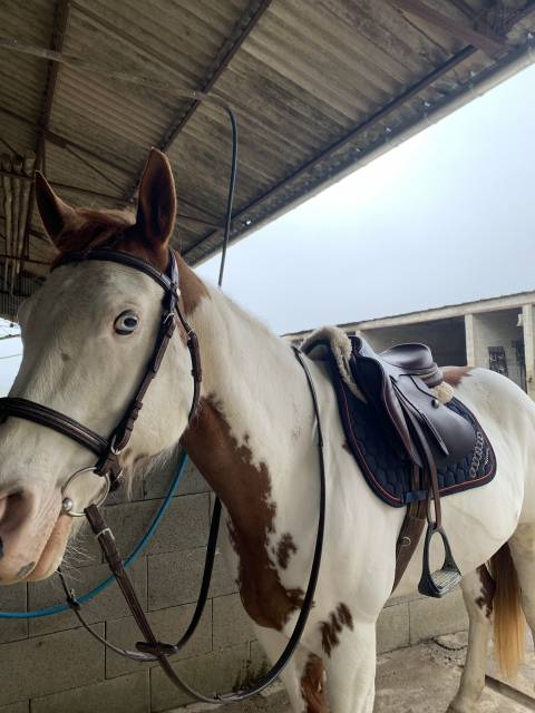 Vend magnifique jument paint horse 10 ans