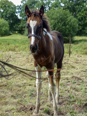 Poulain paint horse