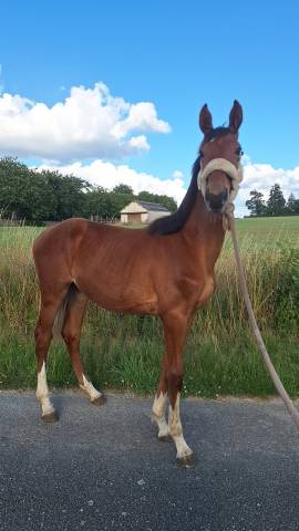 Pouliche kwpn oliver st.john x toulon