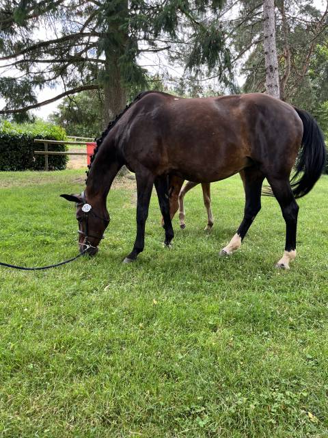 Jument sf pour élevage ou loisirs