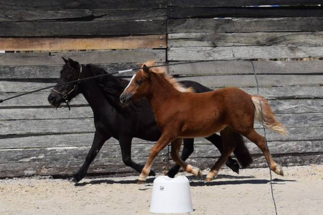 Foal femelle shetland livre a