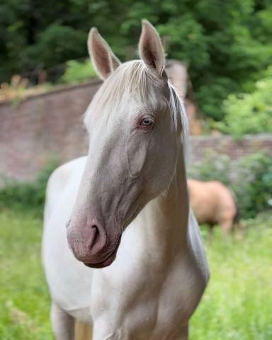 Pouliche lusitanienne pp - 2 ans