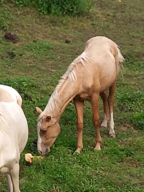 Poulain palomino