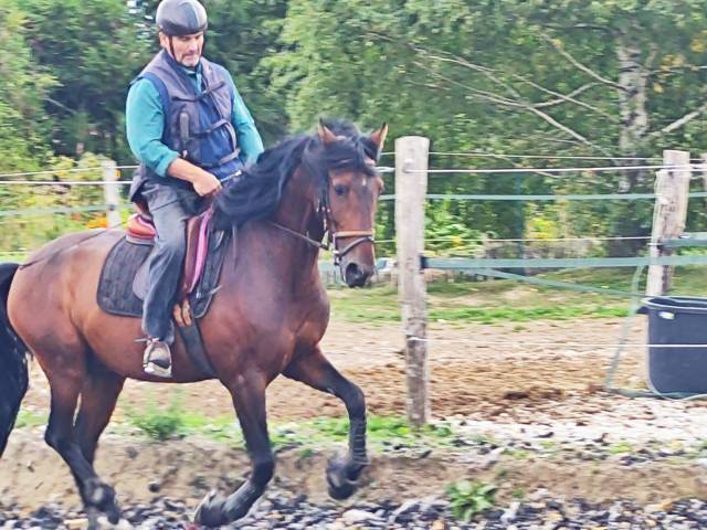 A vendre pure race espagnole p.p de 6 ans entier