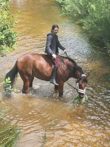 Demi-sang arabe 11 ans