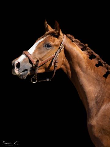 Naos de l'isop – selle français – entier – né le 01/07/2023