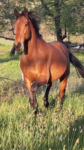 Pur-sang hongre 17 ans