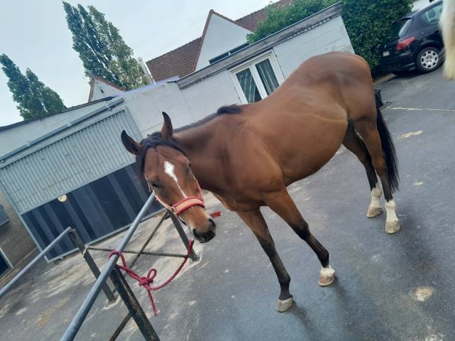 Pursang de 5ans hongre