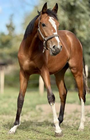 Selle français océan du quartz
