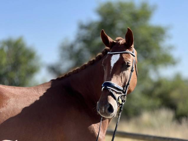 Top hongre hanovrien