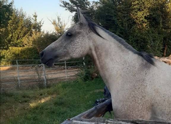 Hongre plein papier 8 ans loisir/sport