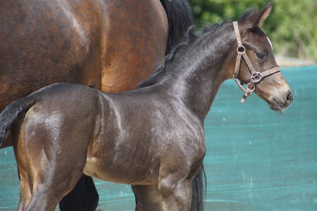 Foal mâle 2025 selle français dressage par be sure
