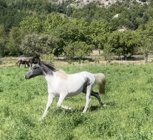 Jolie pouliche pie 2023