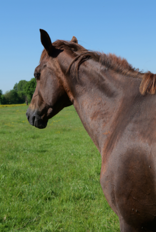 Quarter horse - stormy du tr