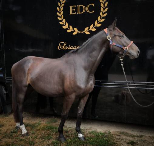 Top 4 ans pour amateur ambitieux