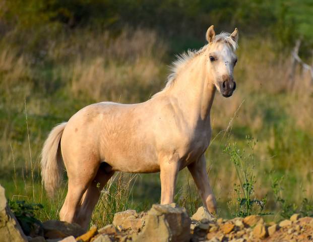 Poulain wpb palomino