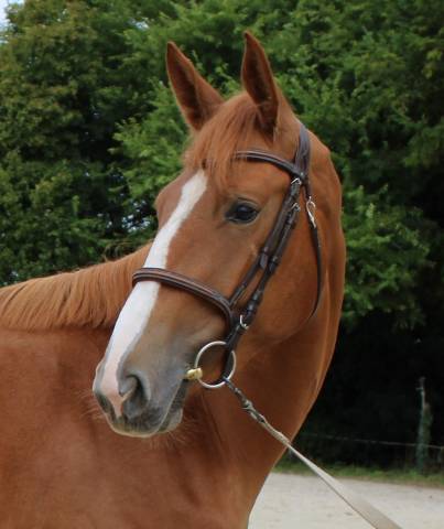 Jument selle français 3ans en 2026