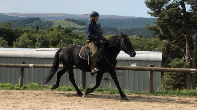Jument mérens 4 ans