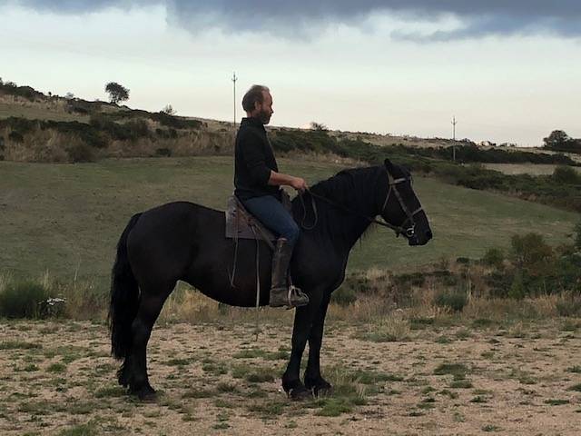 Jument mérens de 9 ans