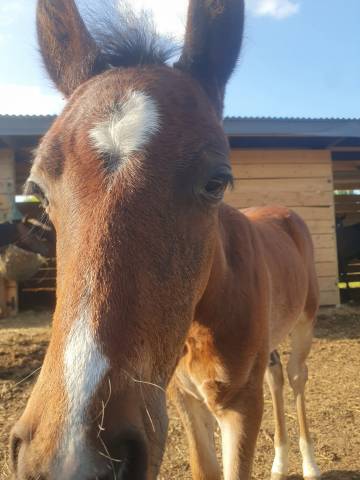 Poulain welsh part bred