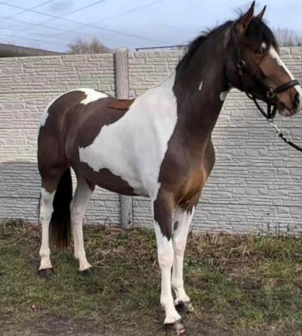 Top jument 5 ans avec son poulain sf