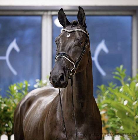 Magnifique hongre de 4 ans