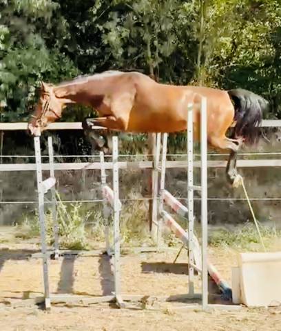 Liberty des houches sf