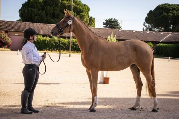 Namaste des houches sf cso cce elevage