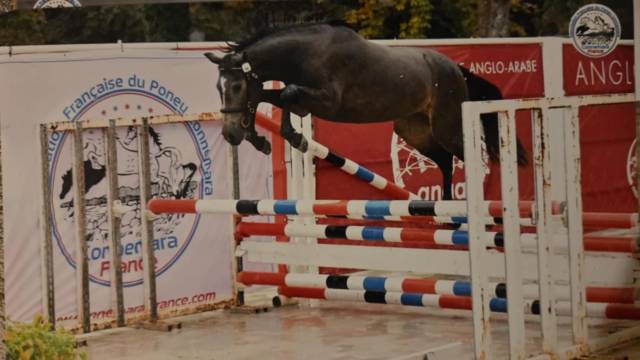 Connemara sport femelle poney
