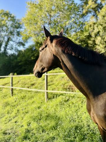 Demi-pension jument de sport