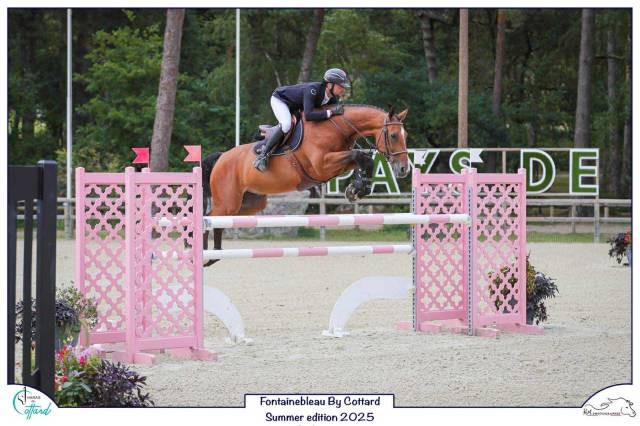 Hongre 9 ans - selle français - 135 et plus