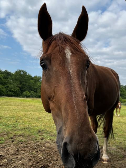 Cheval zangershide de 12 ans