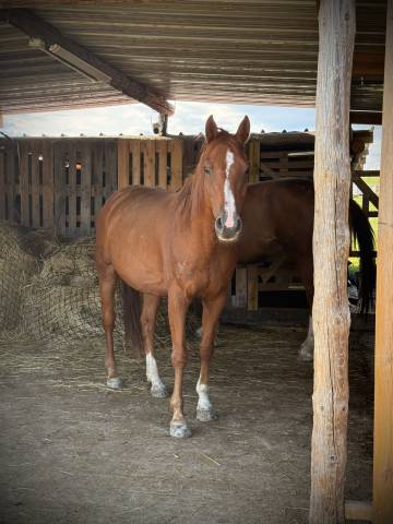 Hongre selle français 14 ans