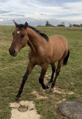 Superbe quarter horse entier de 2024