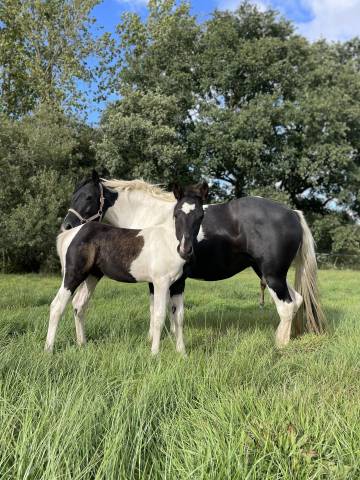 Pouliche pie noir new forest