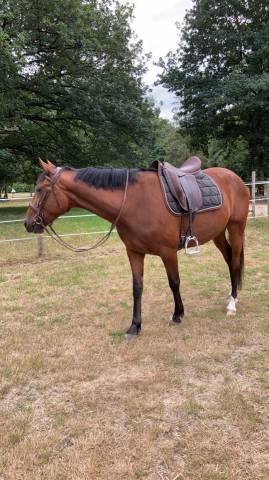 Jument de loisir ou compagnie