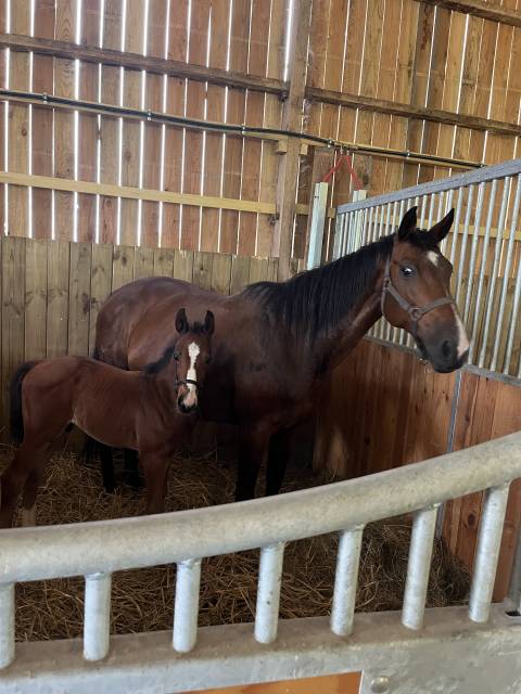 Foal j’accuse bois margot