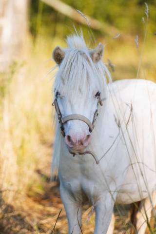 Jument cheval miniature français pp