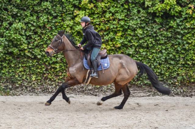 Jument de loisir et poulinière