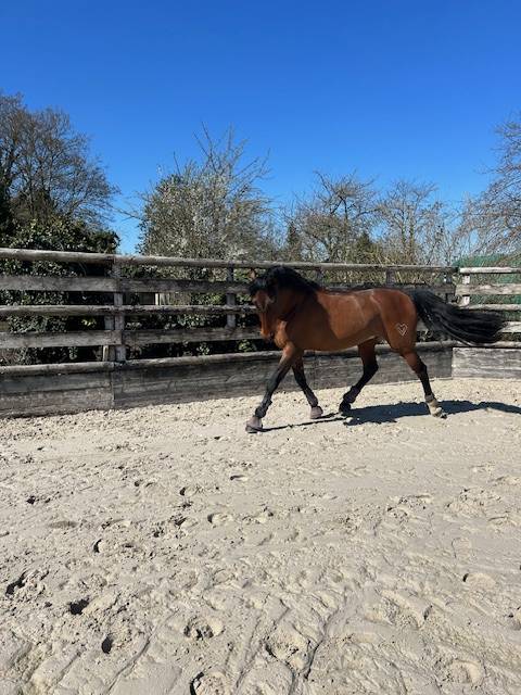 Superbe cheval pure race espagnol pleins papiers