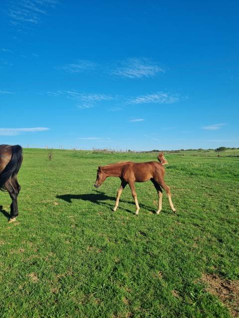 Pouliche pur sang arabe hajar