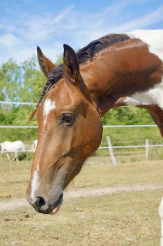 Poulain frison x paint horse