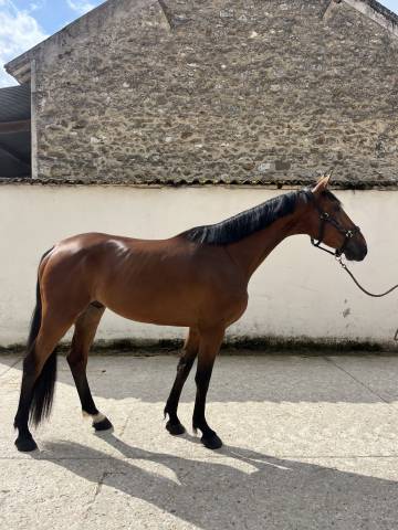 Cheval kwpn 4 ans à vendre - cso - 91
