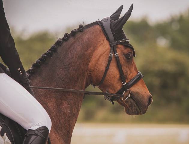 Hongre 11 ans polyvalent