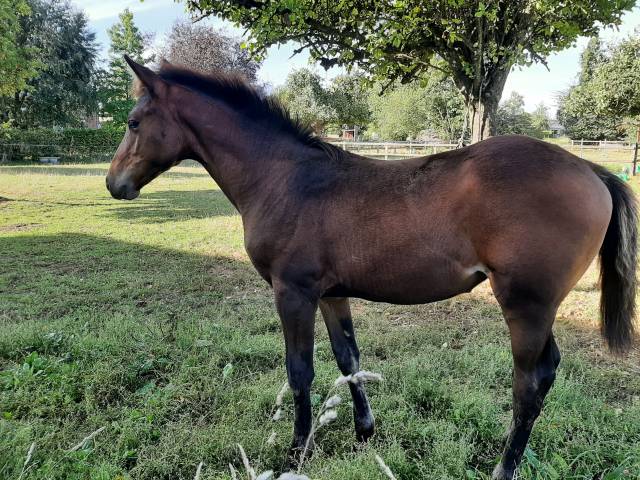 Pouliche sf par up to you