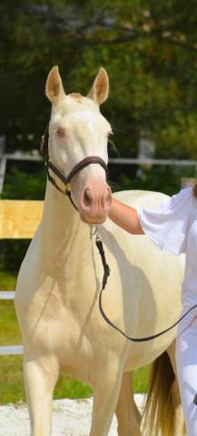 Pur race lusitanien pp pouliche creme