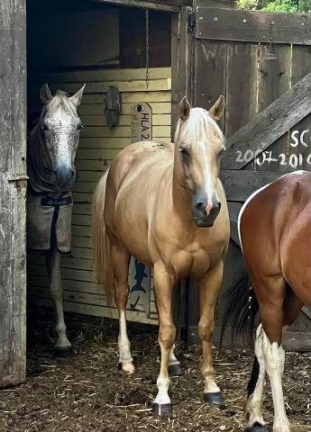 Jument quaterhorse palomino