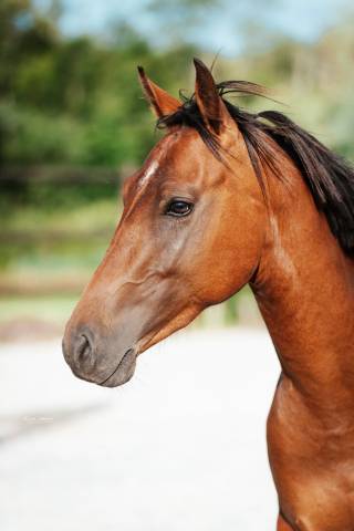 Cheval entier sf 2 ans